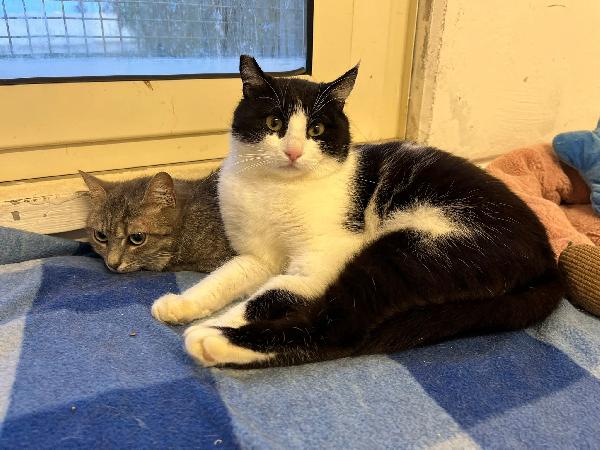 Sissy & Misty, mamma e cucciola adottiva Foto 4